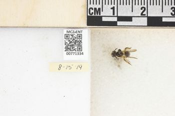 Media type: image;   Entomology 771334 Aspect: Labels